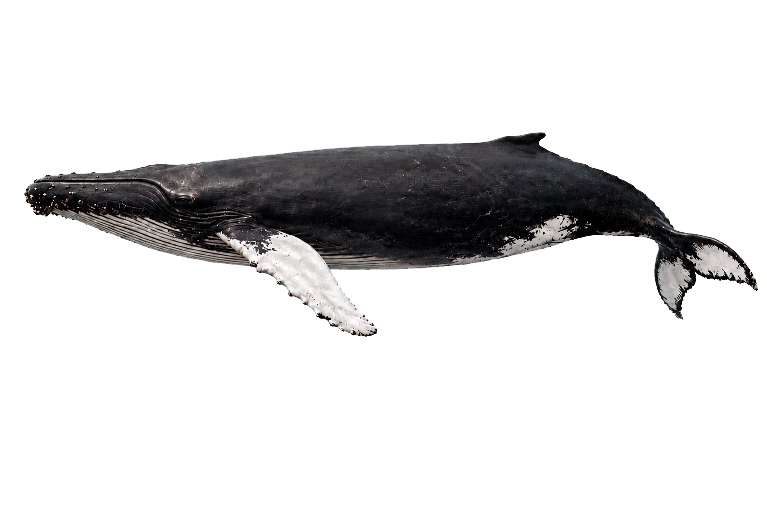 Ballena jorobada de perfil, con la cabeza orientada hacia la izquierda y la aleta caudal hacia la derecha